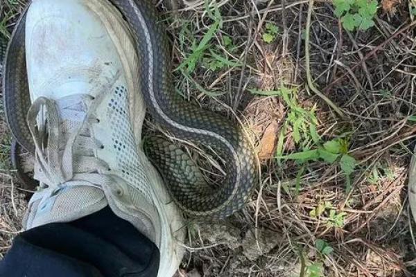 梦见被蛇咬了脚是什么征兆 梦见被蛇咬了脚是什么征兆