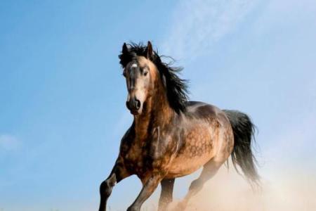 属马人今天财运如何 属马人今日财运解析财运亨通还是需谨慎投资