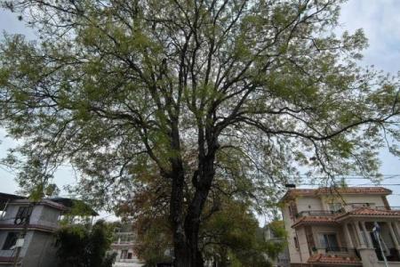 最好的风水树有哪些是什么树