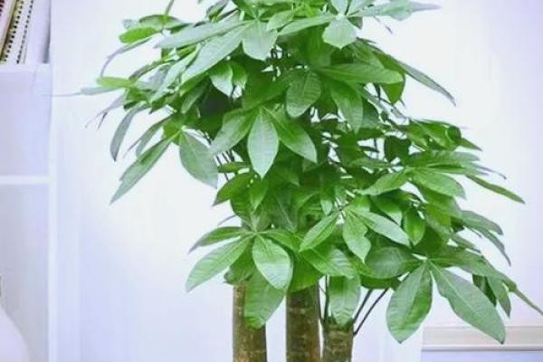 发财树风水摆放位置