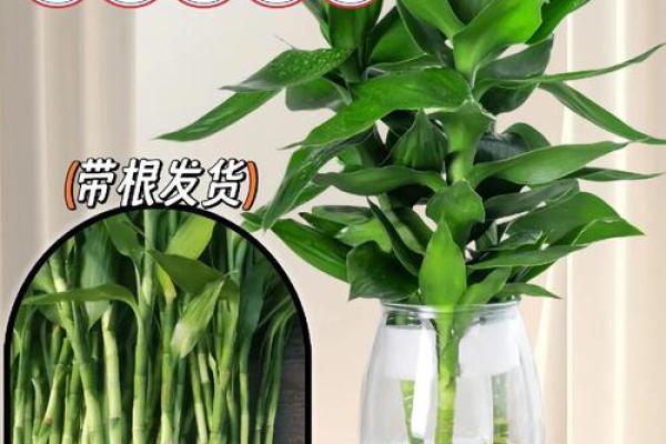 风水上富贵竹养多少颗比较旺财 风水上富贵竹养多少颗比较旺财