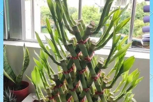 风水上富贵竹养多少颗比较旺财 风水上富贵竹养多少颗比较旺财