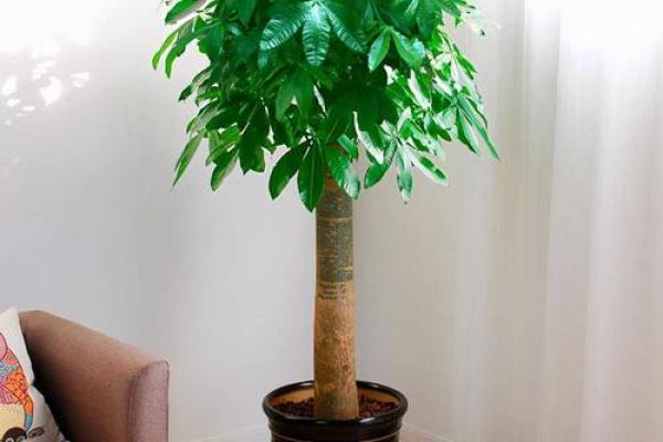 盆景风水_家里摆放什么盆景更好