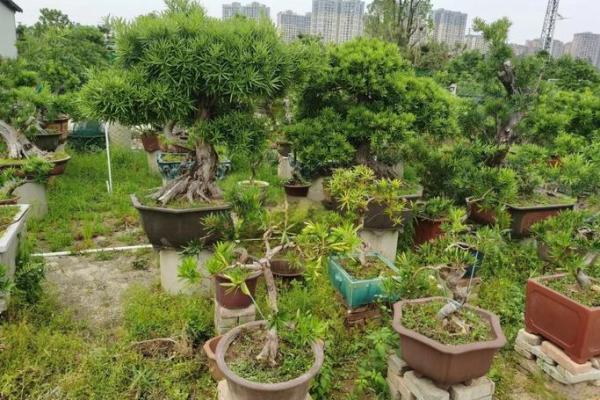 盆景风水_家里摆放什么盆景更好