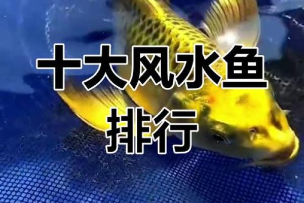 在家养什么鱼风水好？