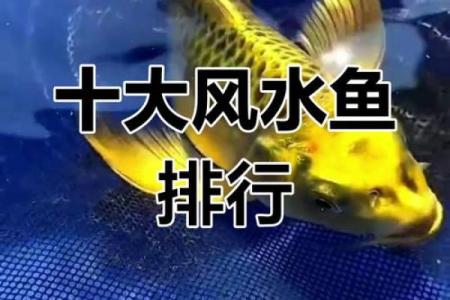 在家养什么鱼风水好？