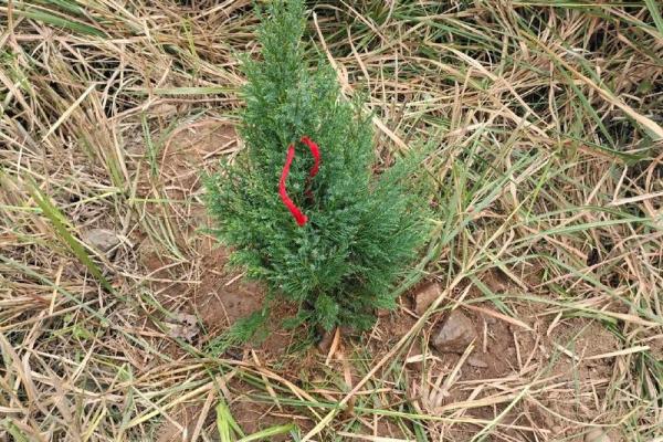 风水学说_北京故宫御花园种了好多柏树