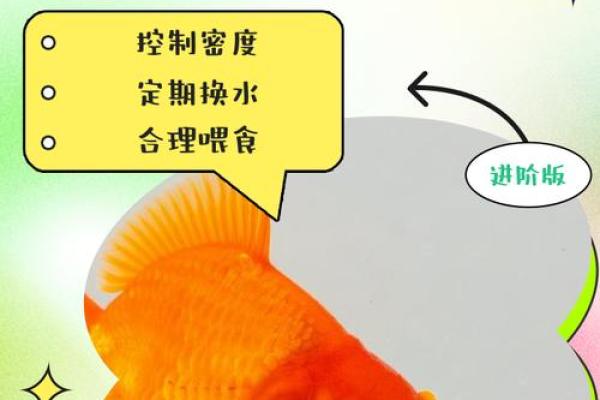 养金鱼有哪些风水讲究-