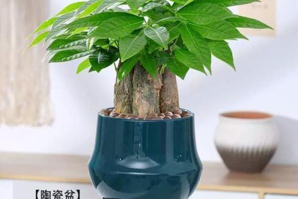 办公室摆放什么花可以招财风水