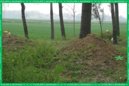 请风水先生看坟地需要注意什么