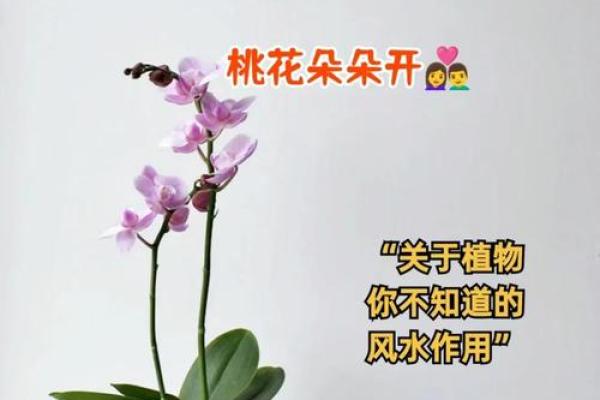 提升婚姻爱情运势的物品和风水