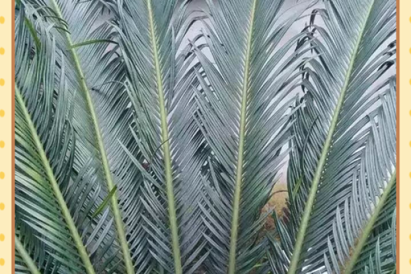 风水上铁树开花的意思