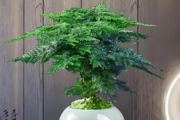 风水价值,为啥家里不能养文竹 风水价值,为啥家里不能养文竹