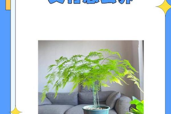 风水价值,为啥家里不能养文竹 风水价值,为啥家里不能养文竹