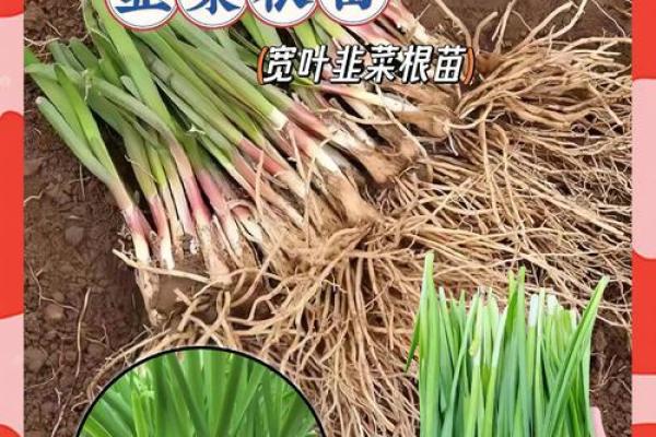 风水院子_韭菜种在院子有甚么寓意 风水院子_韭菜种在院子有甚么寓意