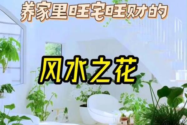 人养风水,如何养风水 人养风水,如何养风水