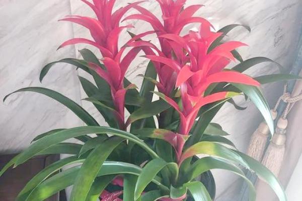 风水什么花能带来好运气吸引财富 风水什么花能带来好运气吸引财富