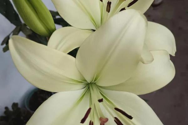 百合花有哪些风水作用 百合花有哪些风水作用