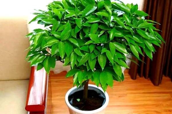 公司摆放风水禁忌 摆放什么植物可以招财 公司摆放风水禁忌 摆放什么植物可以招财