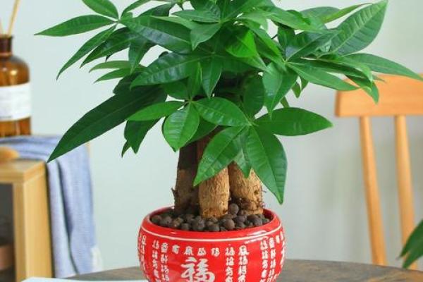 公司摆放风水禁忌 摆放什么植物可以招财 公司摆放风水禁忌 摆放什么植物可以招财