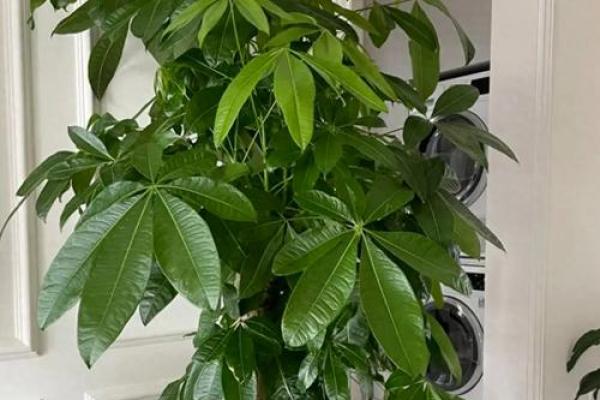 树木花卉摆放也影响风水