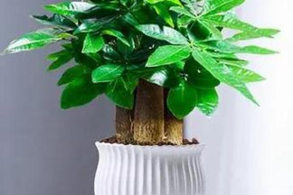 树木花卉摆放也影响风水