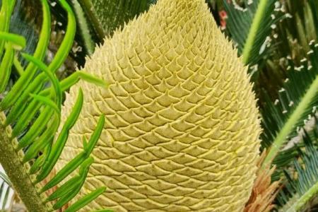 风水上铁树开花的意思