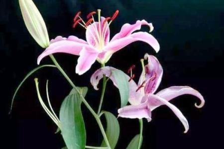 百合花有哪些风水作用