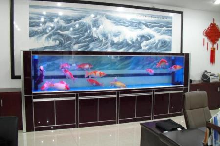 家里养鱼也有风水讲究这么一说