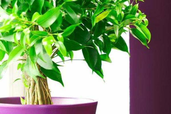 平安树风水攻略:如何利用风水安排平安树 平安树风水攻略:如何利用风水安排平安树