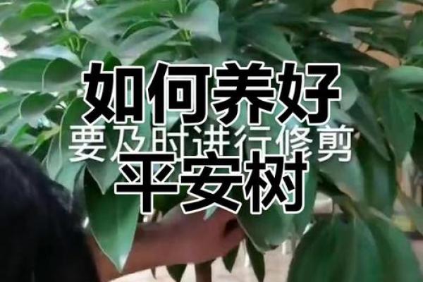 平安树风水攻略:如何利用风水安排平安树 平安树风水攻略:如何利用风水安排平安树