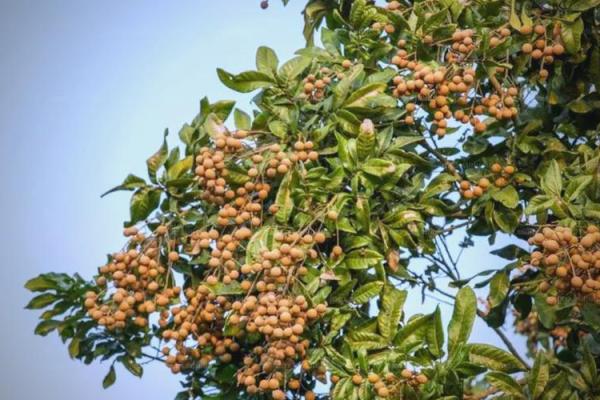 家里种龙眼树影响风水 家里种龙眼树影响风水嘛