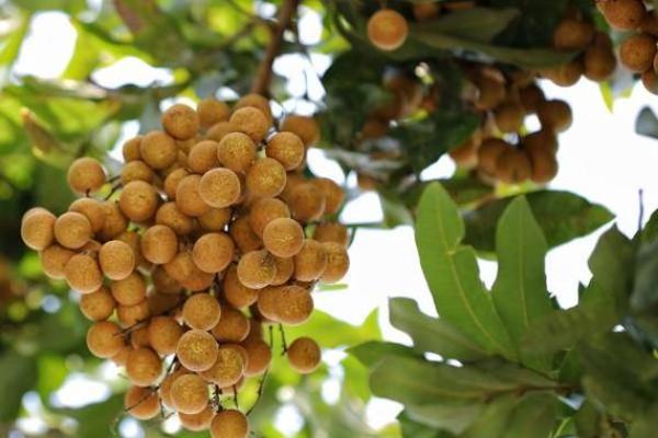 家里种龙眼树影响风水 家里种龙眼树影响风水嘛