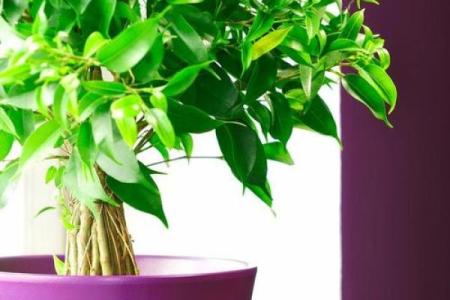 平安树风水攻略：如何利用风水安排平安树