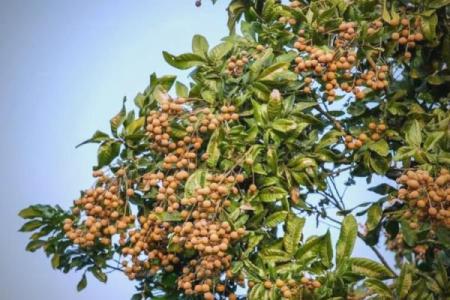 家里种龙眼树影响风水 家里种龙眼树影响风水嘛
