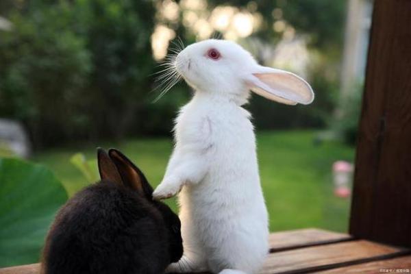 家里养兔子风水，家里养兔子风水好吗
