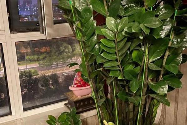 房子里栽什么树苗好风水 房子里栽什么树苗好风水