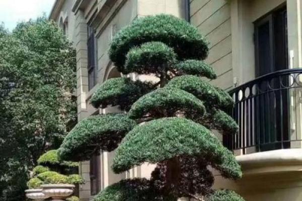 房子里栽什么树苗好风水 房子里栽什么树苗好风水