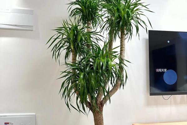 庭院种什么树风水好又旺财旺宅