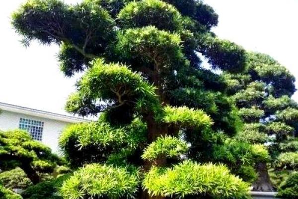 庭院种什么树风水好又旺财旺宅