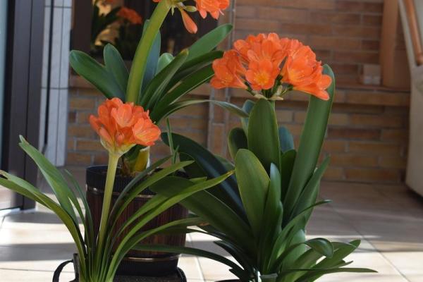 办公室养什么花风水最好适合摆放