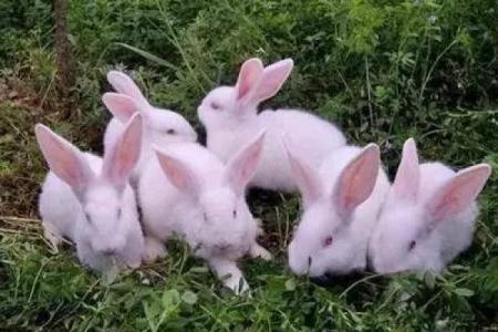 家里养兔子风水，家里养兔子风水好吗