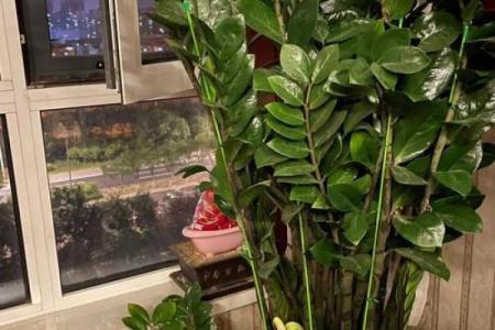 房子里栽什么树苗好风水