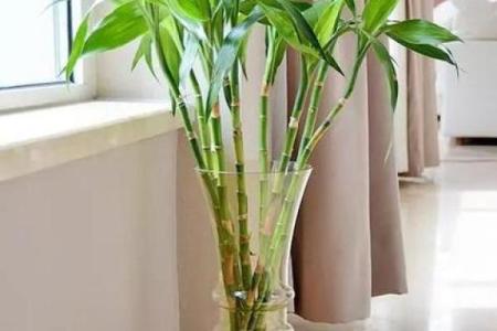 办公室养什么花风水最好适合摆放