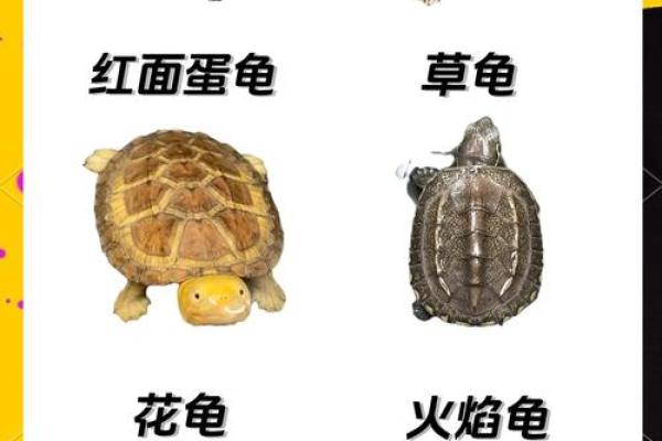 乌龟一般养几只吉利养龟风水养单数还是双数好 乌龟一般养几只吉利养龟风水养单数还是双数好