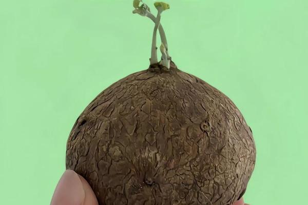 哪个生肖不宜养龟风水