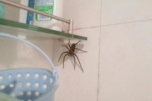 房子上面有大蜘蛛好吗风水 房子上面有大蜘蛛好吗风水