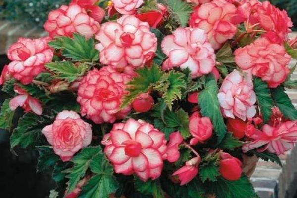 秋海棠的风水 秋海棠的风水