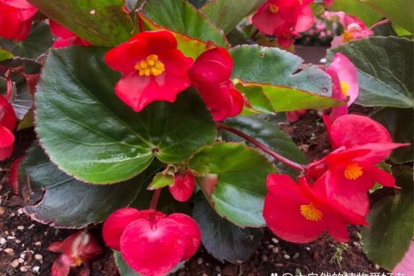 秋海棠的风水 秋海棠的风水