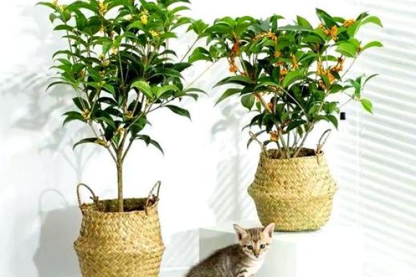 房子外种什么植物更好风水